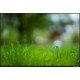 SONY FE 55 MM F1.8ZA CARL ZEYSS