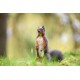 TAMRON 70-210 MM F4 DI VC USD (Canon)