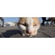 NIKKOR AF-P 10-20 MM F4.5-5.6G ED VR DX