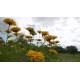 NIKKOR AF-P 10-20 MM F4.5-5.6G ED VR DX