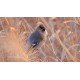 CANON EOS RF 800 MM F11 IS STM