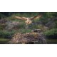 CANON EOS RF 800 MM F11 IS STM