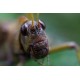 CANON EOS RF 100 MM F2.8 L IS USM MACRO