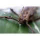 CANON EOS RF 100 MM F2.8 L IS USM MACRO
