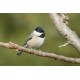 CANON EOS RF 600 MM F11 IS STM