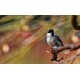 CANON EOS RF 600 MM F11 IS STM