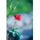 CANON EOS RF 85 MM F1.2 L USM