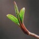 TAMRON 90 MM F2.8DI LD IF MACRO (Nikon)